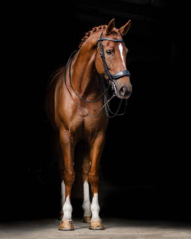 Bride technique Fayperform Presteq