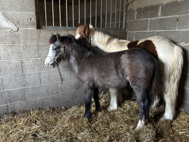 Pouliche Welsh part bred 