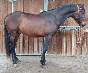 DRAKO : Un poulain de qualité, prêt à commencer l
