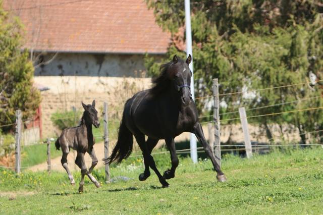 Poulinière pre pleine de poeta de susaeta