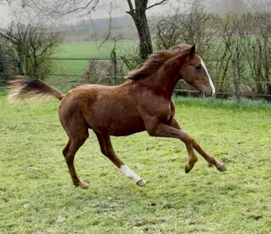 Poulain dressage prestige BEST SIR DES HURLIERS