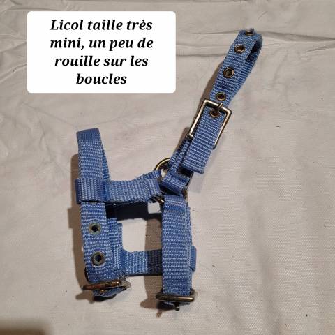 Licol taille mini voir très mini
