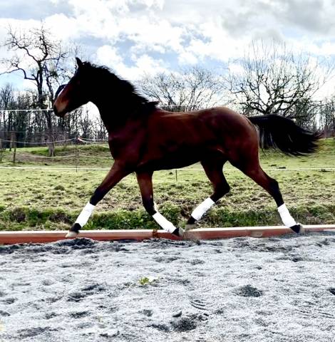 Hongre sport SBS 2 ans