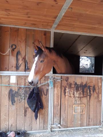 À vendre  jument SF 13 ans