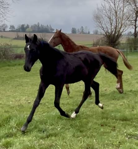 Poulain dressage très moderne et chic x Vpower
