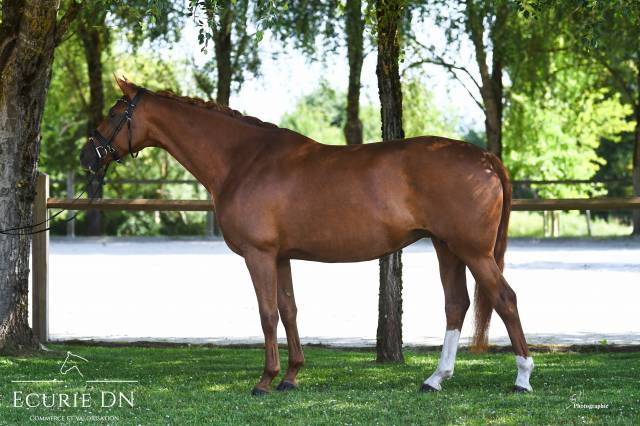Jument hanovrienne de 5ans lord loxley x goldschmidt