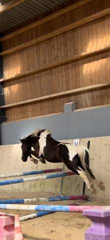 A VENDRE PEPITO PONEY POLYVALENT 9  ANS