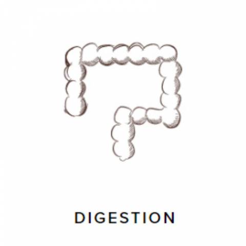 ProbioGuts - 15 kg - Stable Guts - Probiotiques BIO