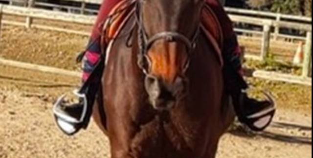 étriers ellipse air pro compositi blancs 