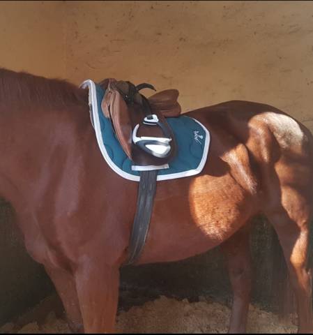 étriers ellipse air pro compositi blancs 