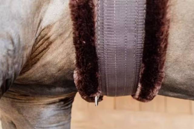 Sangle mouton Marron mouton Marron - KENTUCKY