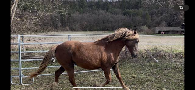 Très jolie ponette Welsh cob plein papier 