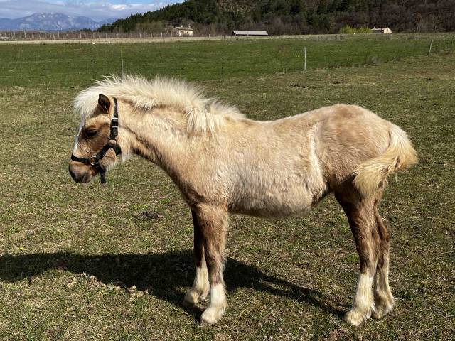 Magnifique pouliche palomino sooty  