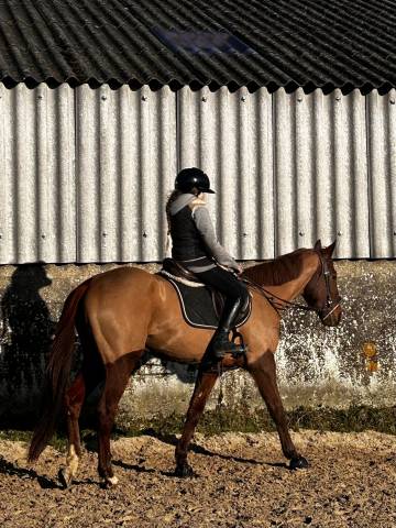 Cheval TF 4 ans 