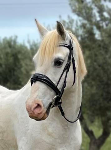 Bridon filet Anky dressage anatomique muserolle suédois