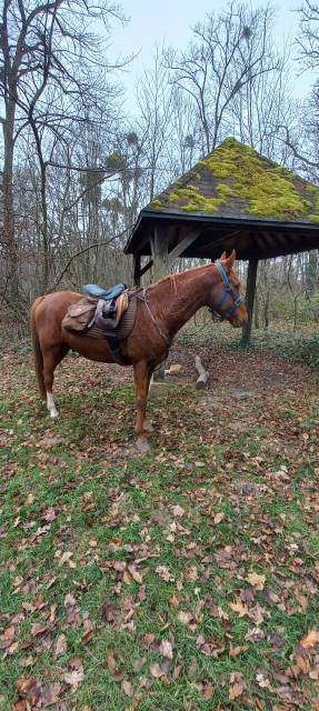 Hongre pour loisirs, promenade,endurance 