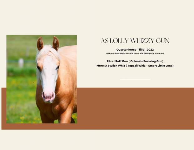 Quarter Horse - jument 2022 - Palomino