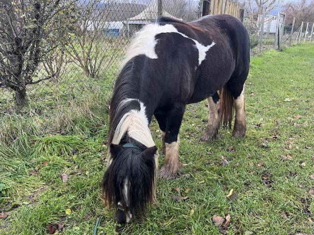 Gypsy Cob - Pouliche 3 ans
