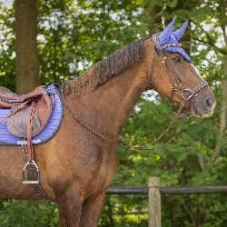 Tapis Nyomi purple sunset QHP