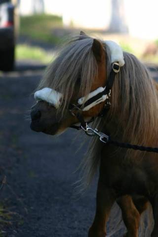 Entier shetland Pp a vendre