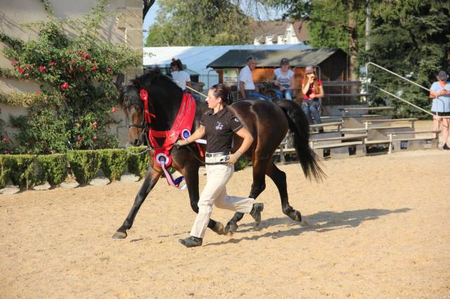 SAILLIE ETALON PONEY