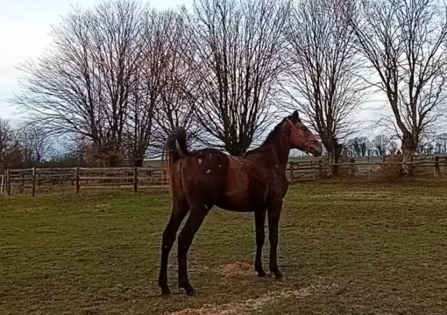 PS entier 2 ans balade/compagnie