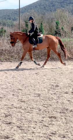 Cheval de sport 