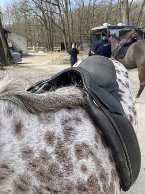 Selle de dressage Childeric