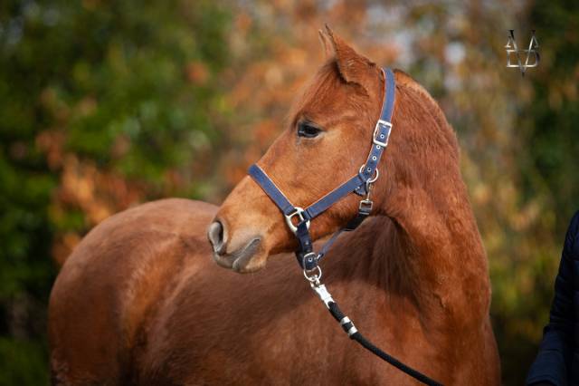 Adorable Pouliche Pure Race Espagnole