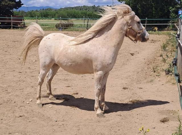 Lardon - Poney entier 4 ans