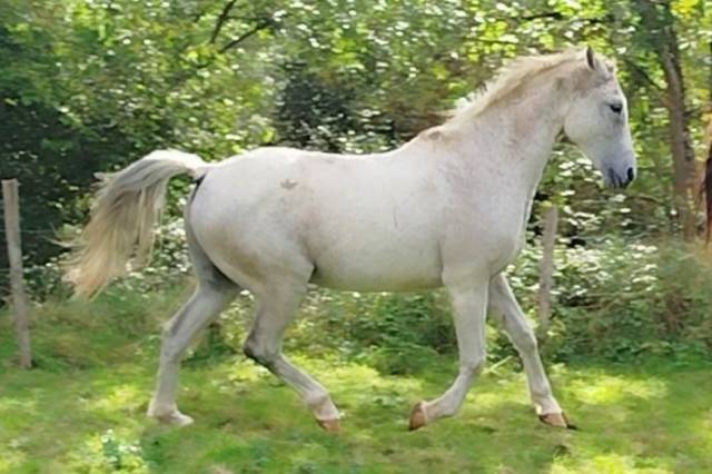 Cheval hongre DSA