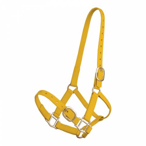 Licol en biothane Tolteam