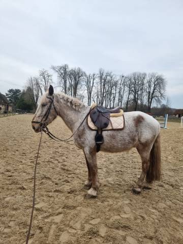 Petit cheval cherche DP