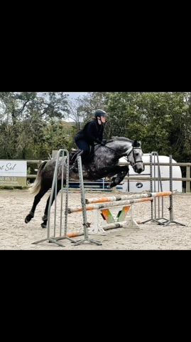 Poney Connemara plein papiers