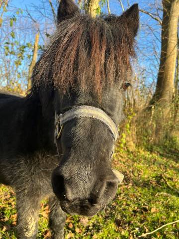 Poney A