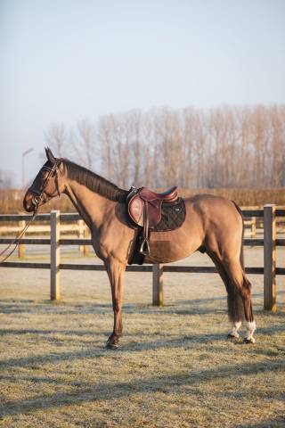 Tapis de selle LOVE MIXTE noir et rose - GEM