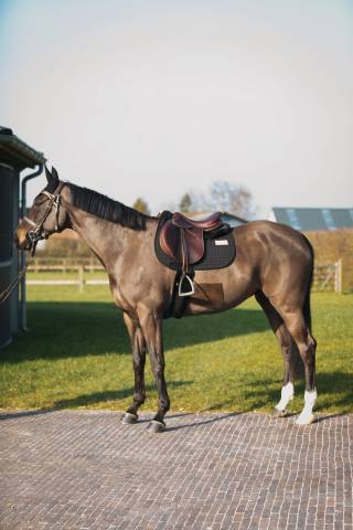 Tapis de selle Obstacle LEO Noir - GEM