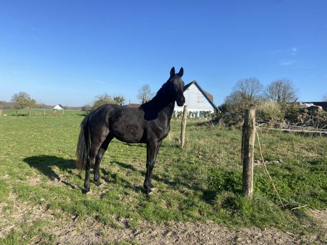 Super poulain 