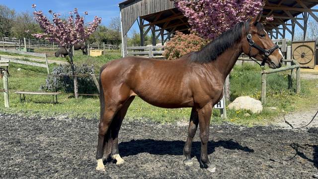 Jument sf potentiel cso ++