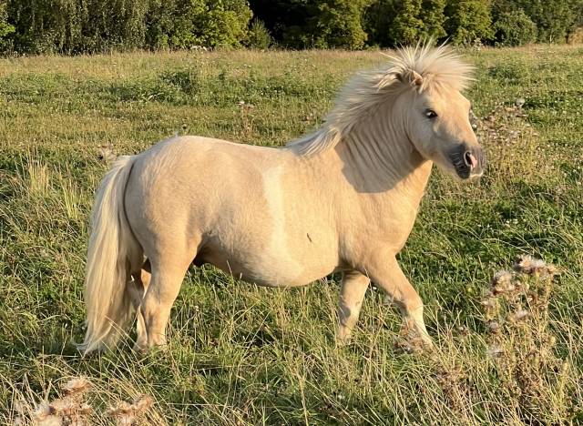 Saillie étalon shetland plein papiers