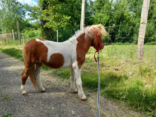 Poulain poney