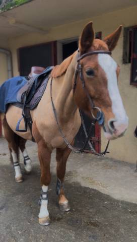 À vendre et à prendre en dp