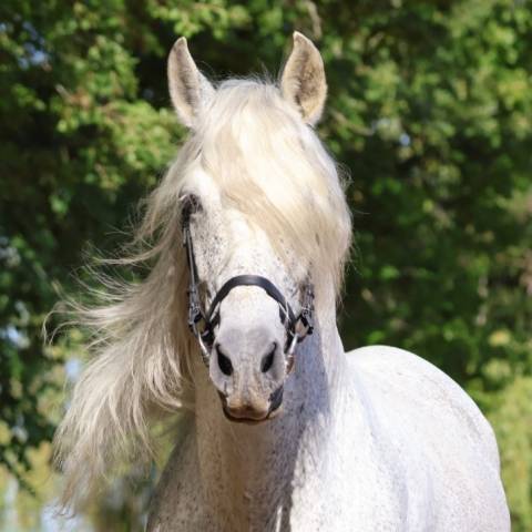 Saillie Etalon 1m70 Espagnol PRE