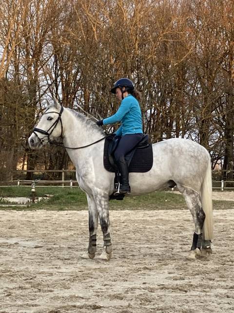Hongre Pure race espagnole 