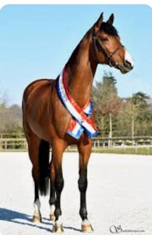 Jolie pouliche de 4 ans par Fibonacci de Lessac 