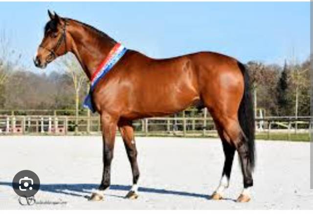 Jolie pouliche de 4 ans par fibonacci de lessac