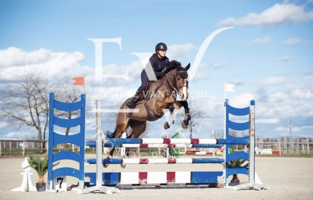 Jument Holsteiner 7ans