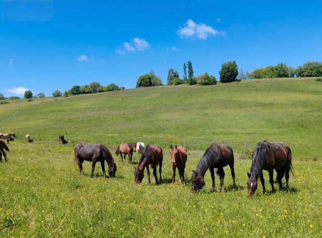 Pension cheval, poney et étalon 