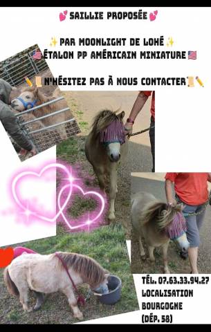 Étalon Mini Américain, miniature cheval, mini poney