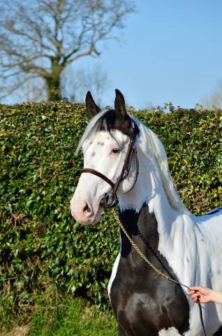 Etalon agréé 5 ans pie noir par Qlassic Bois Margot